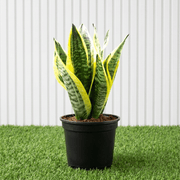Snake Plant - Sansevieria Trifasciata (Outdoor) | UAE's Best Seller! - Greensouq -