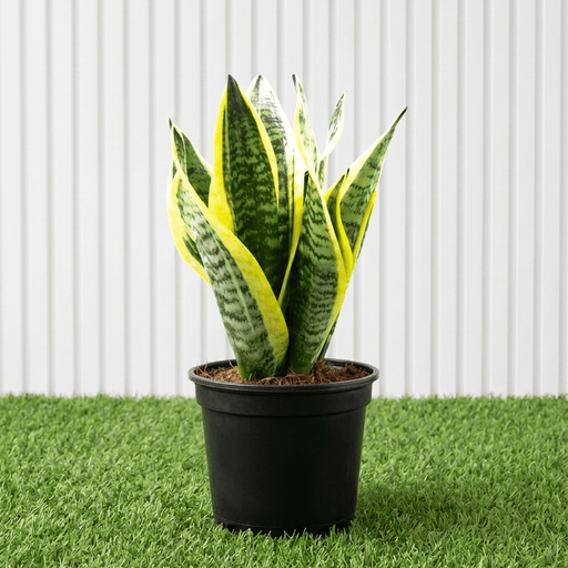 Snake Plant - Sansevieria Trifasciata (Outdoor) | UAE's Best Seller! - Greensouq -