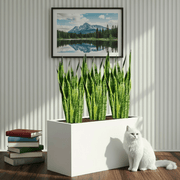 Snake Plant Trio 60–80cm in 90×30×50 GRP Planter - Greensouq - 