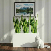 Snake Plant Trio 60–80cm in 90×30×50 GRP Planter - Greensouq - 