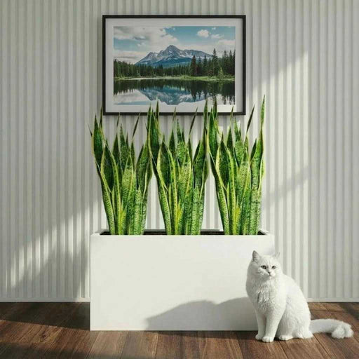 Snake Plant Trio 60–80cm in 90×30×50 GRP Planter - Greensouq - 