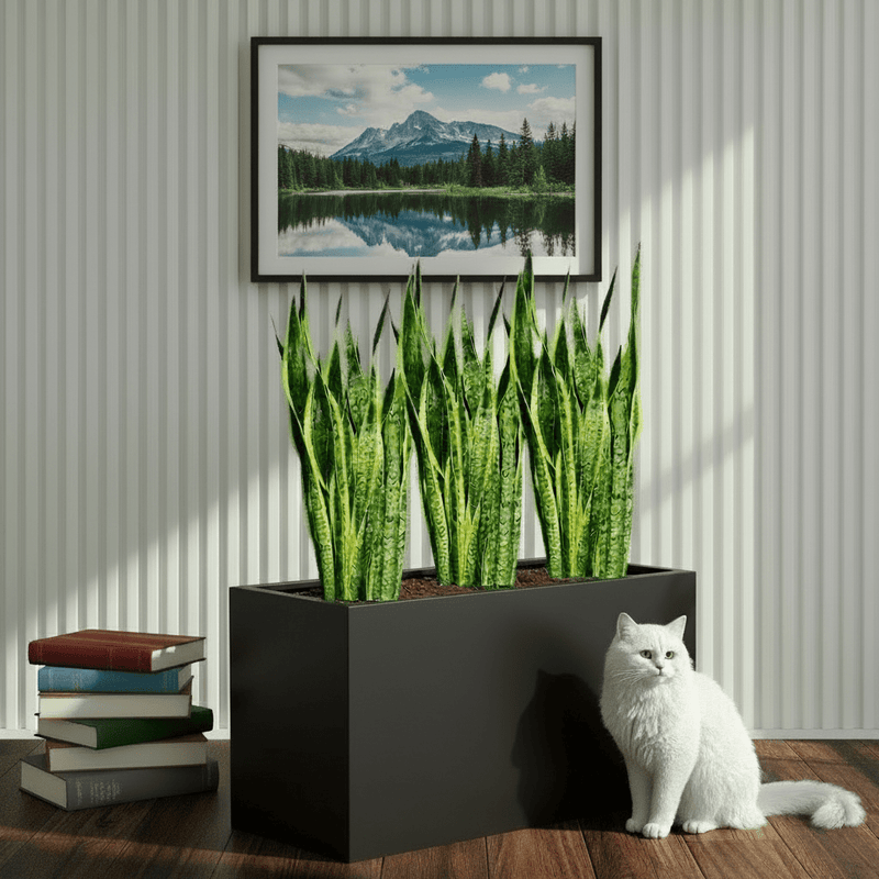 Snake Plant Trio 60–80cm in 90×30×50 GRP Planter - Greensouq - 