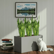 Snake Plant Trio 60–80cm in 90×30×50 GRP Planter - Greensouq - 