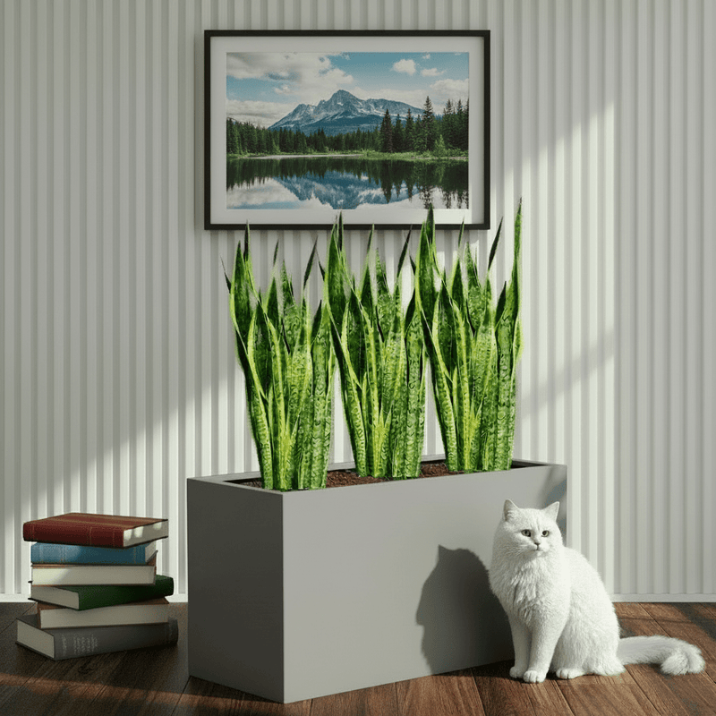 Snake Plant Trio 60–80cm in 90×30×50 GRP Planter - Greensouq - 