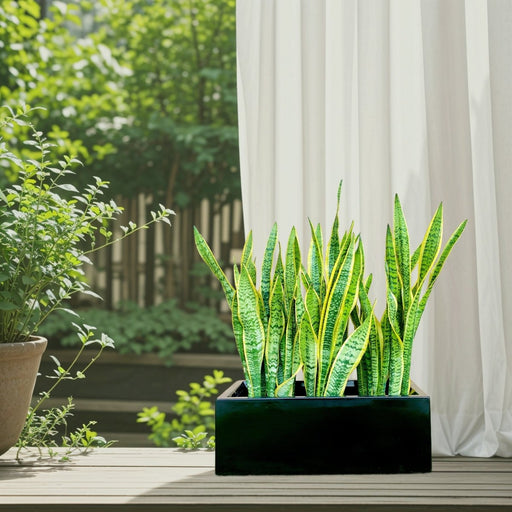 Snake Plants In Fiber Glass GRP Pot (70x30x30) - Greensouq - 