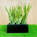Snake Plants In Fiber Glass GRP Pot (70x30x30) - Greensouq - 