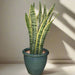 snake_plant_in_Rolled_rim_pot greensouq