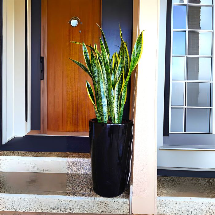 snake plant in long black pot