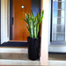 snake plant in long black pot