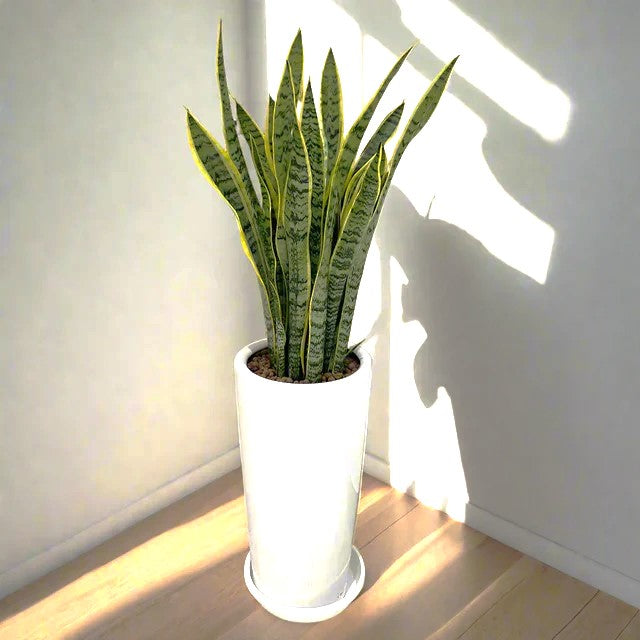Office Snake Plant in Long Ceramic Pot 80-100cm