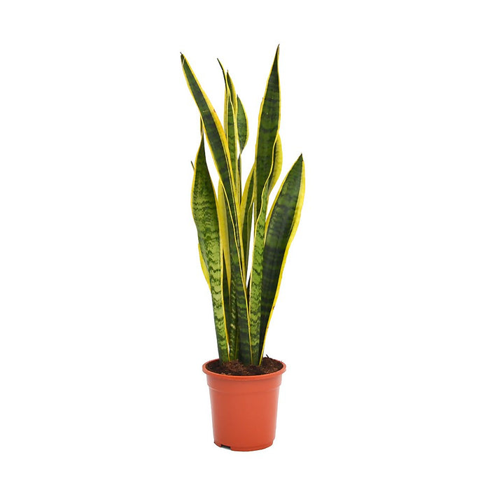 Sansevieria Trifasciata 'Laurentii' or Snake Plant