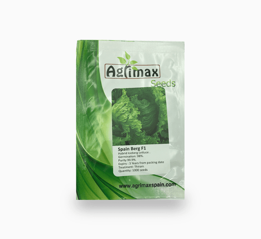Spain Berg F1 Iceberg Lettuce 1000 Premium Quality Seeds - Greensouq - 