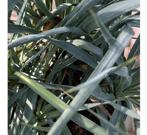 Spanish Dagger "Yucca Gloriosa" 0.5 - 0.6m - Greensouq - 