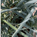 Spanish Dagger "Yucca Gloriosa" 0.5 - 0.6m - Greensouq - 