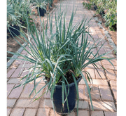 Spanish Dagger "Yucca Gloriosa" 0.5 - 0.6m - Greensouq - 