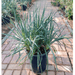 Spanish Dagger "Yucca Gloriosa" 0.5 - 0.6m - Greensouq - 