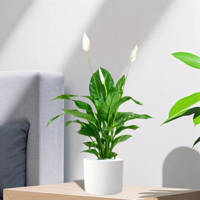 Peace Lily or Spathiphyllum or "زنبق السلام"