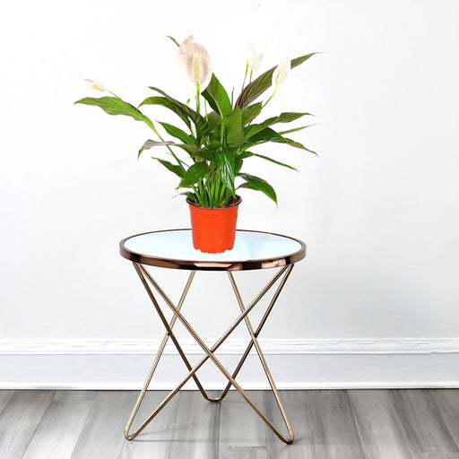 spathiphylum default plastic pot bedroom
