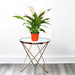 spathiphylum default plastic pot bedroom