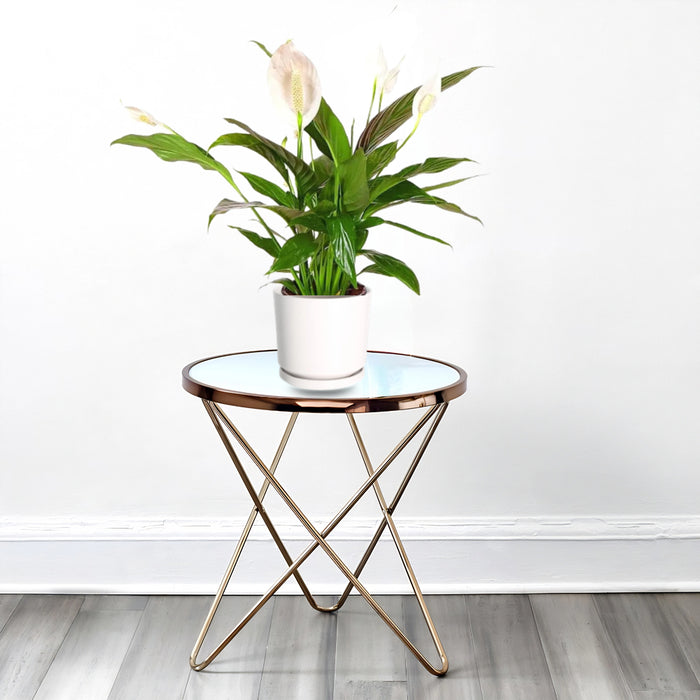 Peace Lily