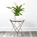 Peace Lily
