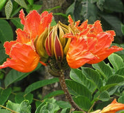 Spathodea Campanulata or African Tulip Tree - Greensouq - 