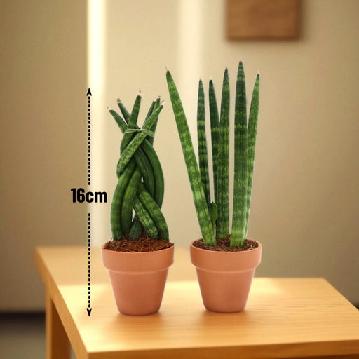 Spear Duo – Twin Sansevieria Elegance in Clay Pot - Greensouq - 