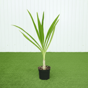 Spider lily - Seashore Lily (Crinum Asiaticum) | Dubai's Good Greens! - Greensouq - 