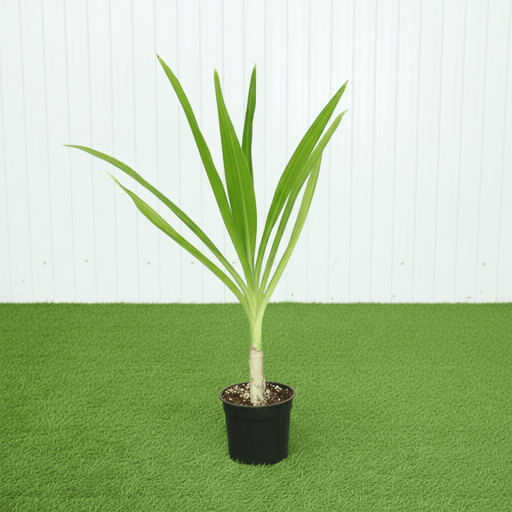 Spider lily - Seashore Lily (Crinum Asiaticum) | Dubai's Good Greens! - Greensouq - 