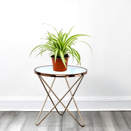 spider plant in plastic pot