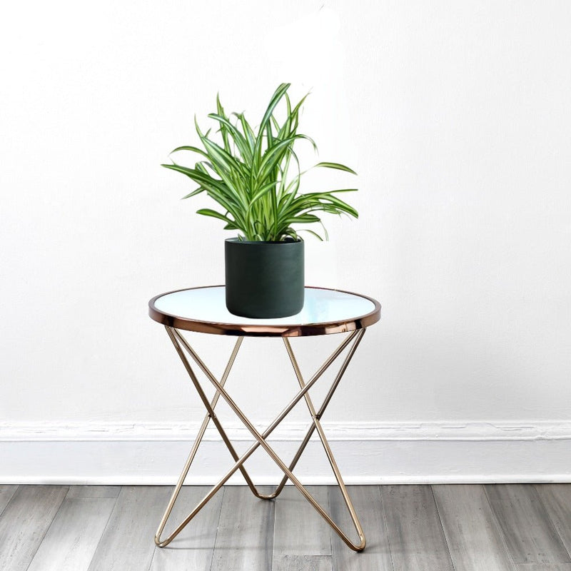 Spider Plant or Air Plant (Chlorophytum Comosum 'Variegatum') - Greensouq - 