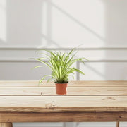 Spider Plant or Air Plant (Chlorophytum Comosum 'Variegatum') - Greensouq - 