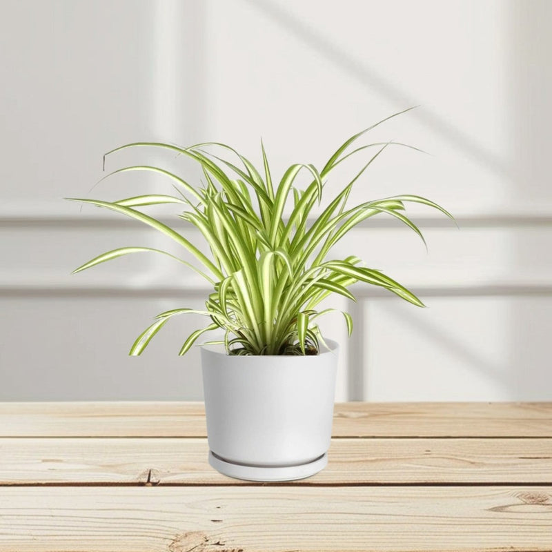 Spider Plant or Air Plant (Chlorophytum Comosum 'Variegatum') - Greensouq - 