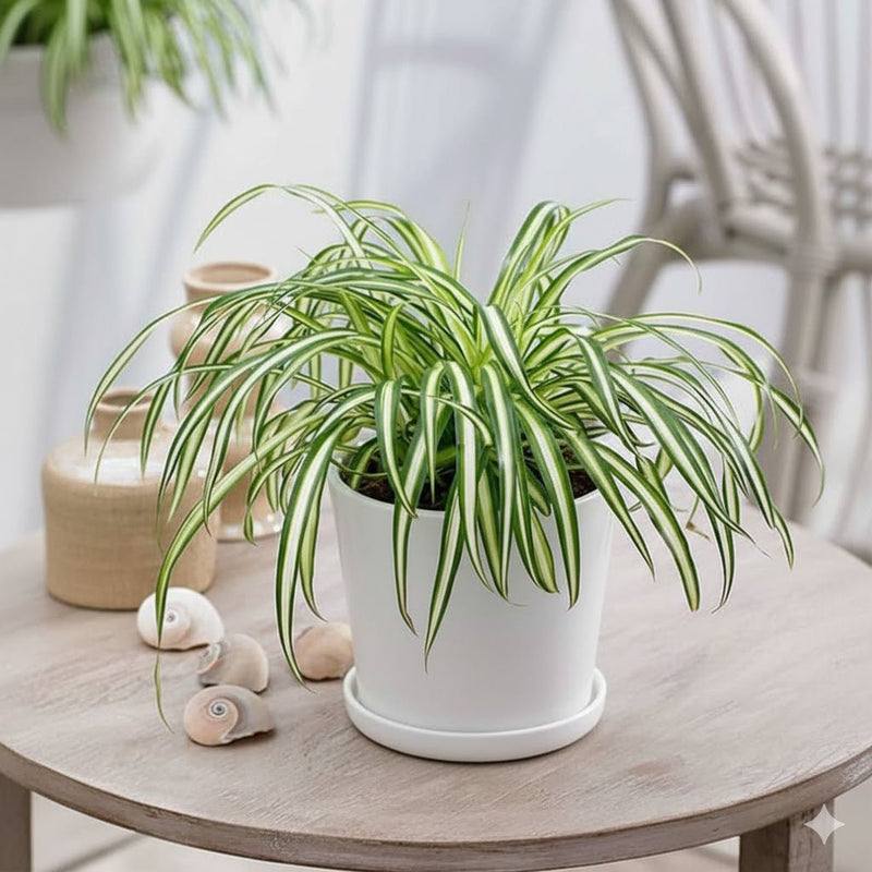 Spider Plant or Air Plant (Chlorophytum Comosum 'Variegatum') - Greensouq - 