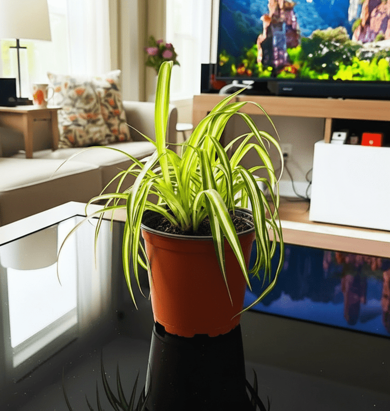 Spider Plant or Air Plant (Chlorophytum Comosum 'Variegatum') - Greensouq - 