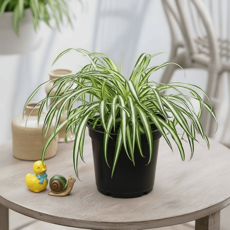 Spider Plant or Air Plant (Chlorophytum Comosum 'Variegatum') - Greensouq - 