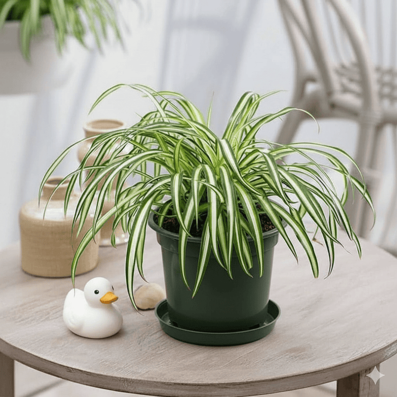 Spider Plant or Air Plant (Chlorophytum Comosum 'Variegatum') - Greensouq - 