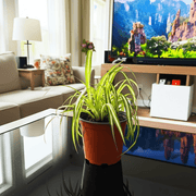 Spider Plant or Air Plant (Chlorophytum Comosum 'Variegatum') - Greensouq - 