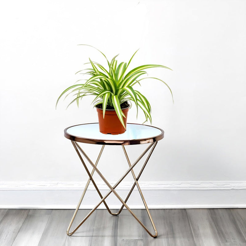 Spider Plant or Air Plant (Chlorophytum Comosum 'Variegatum') - Greensouq - 
