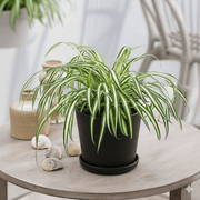Spider Plant or Air Plant (Chlorophytum Comosum 'Variegatum') - Greensouq - 