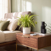 Spider Plant or Air Plant (Chlorophytum Comosum 'Variegatum') | Dubai's Popular Bedroom Plant! - Greensouq - indoor