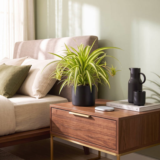 Spider Plant or Air Plant (Chlorophytum Comosum 'Variegatum') | Dubai's Popular Bedroom Plant! - Greensouq - indoor