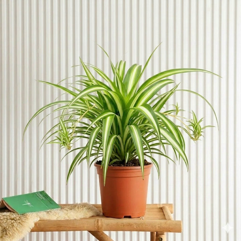 Spider Plant or Air Plant (Chlorophytum Comosum 'Variegatum') | Dubai's Popular Indoor Plant! - Greensouq - 