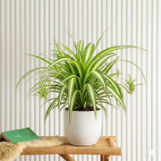 Spider Plant or Air Plant (Chlorophytum Comosum 'Variegatum') | Dubai's Popular Indoor Plant! - Greensouq - 