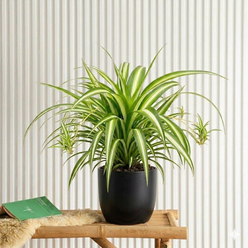 Spider Plant or Air Plant (Chlorophytum Comosum 'Variegatum') | Dubai's Popular Indoor Plant! - Greensouq - 