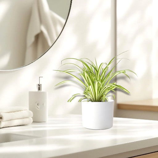 Spider Plant or Air Plant (Chlorophytum Comosum 'Variegatum') in Ceramic Pot - Greensouq - 