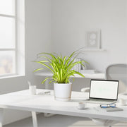 Spider Plant or Air Plant (Chlorophytum Comosum 'Variegatum') in Ceramic Pot - Greensouq - 