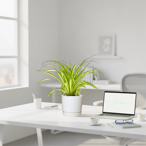 Spider Plant or Air Plant (Chlorophytum Comosum 'Variegatum') in Ceramic Pot - Greensouq - 