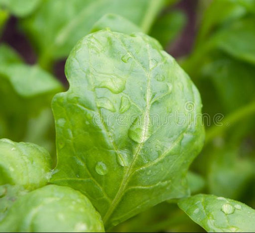 Spinach agrimax seeds - Greensouq - 