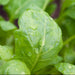 Spinach agrimax seeds - Greensouq - 